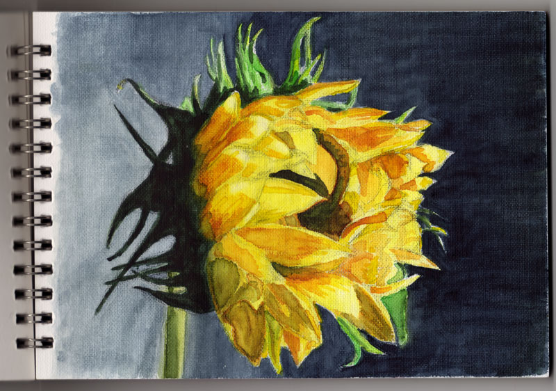 sunflower-scan140